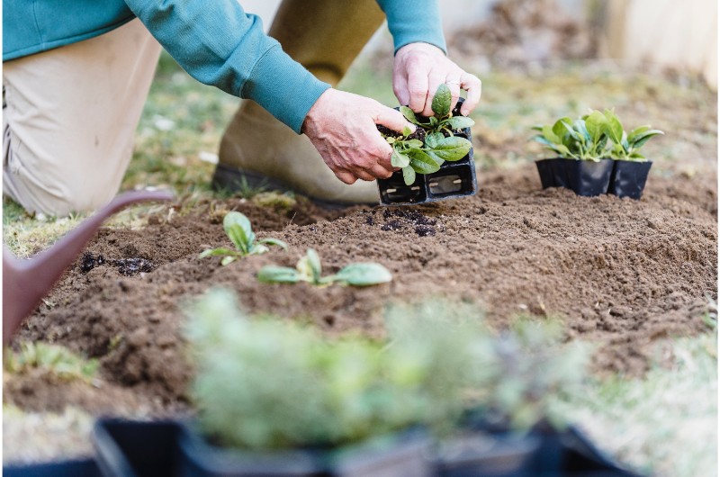 plantat-gradina
