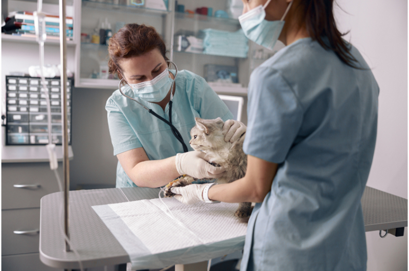 Imagine Soluții de igienizare esențiale pentru cabinetele veterinare 
